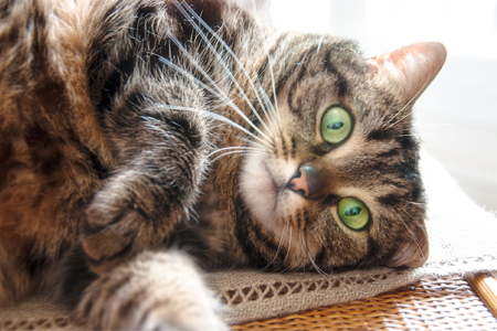 Photographs_Post_[450x300]